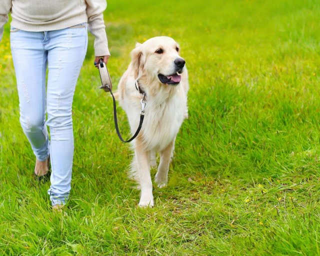 В Карелии опасные породы собак запрещены к выгулу без поводка