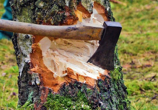 В Хабаровском крае раскрыт факт незаконной вырубки деревьев