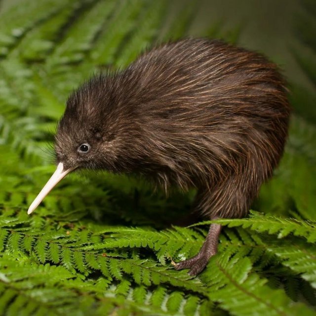 Зоопарк Майами приносит извинения новозеландцам за неподобающее обращение с птицей киви