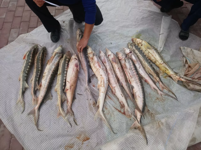 Жителя Астрахани осудили за незаконный оборот осетровых рыб