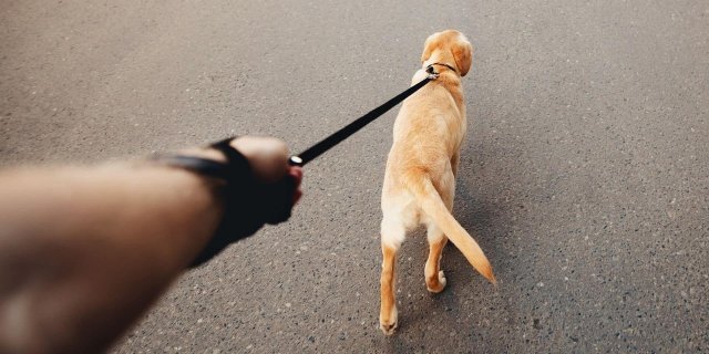 Трагический случай в Нижегородской области: женщину смертельно покусала собственная собака