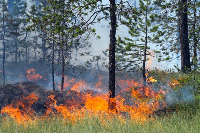 Лесной пожар в Бурятии угрожает населенному пункту, ведутся активные работы