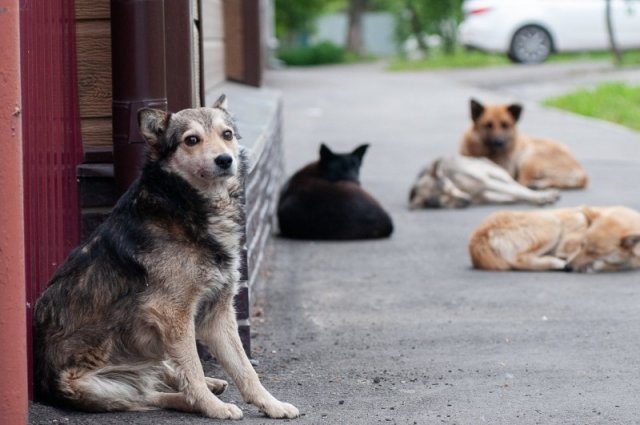 Путин принял закон о штрафах за брошенных домашних животных и нападения на них