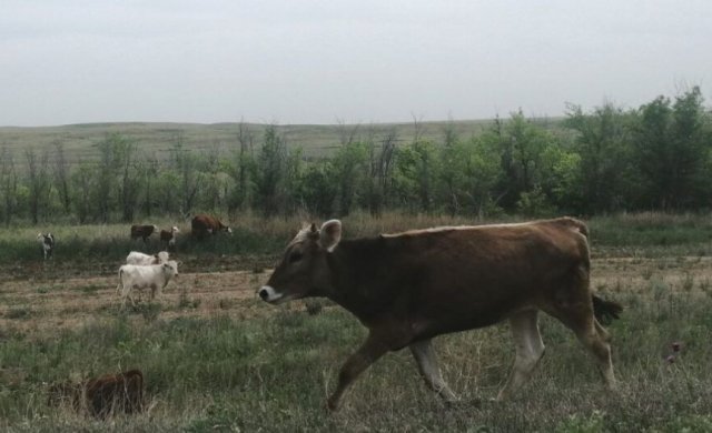 В Оренбургской области на женщину напал бык