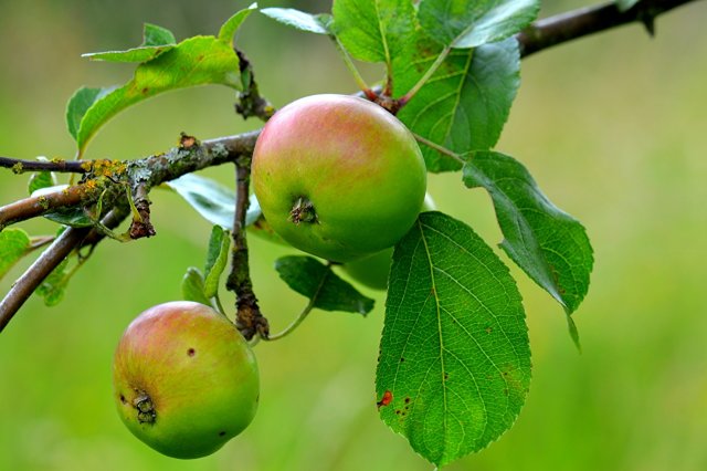Досадный случай: в Пскове школьники забросали яблоками невинных прохожих