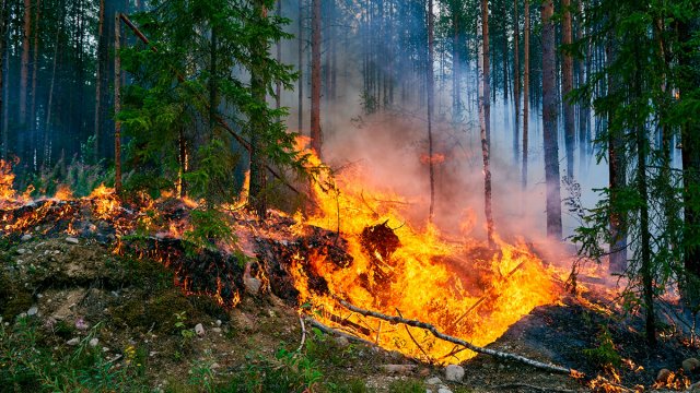 Бушующий лесной пожар в Томской области бросает вызов пожарным