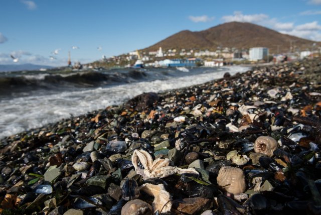 Франция сталкивается с закрытием пляжей из-за угрозы токсичных микроводорослей