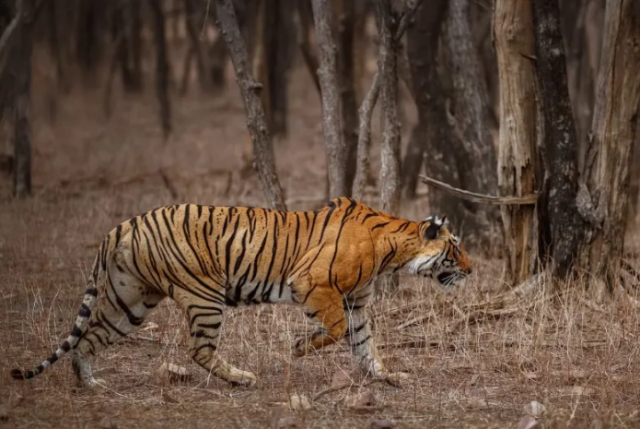 Истощенный амурский тигр напал на лесоруба в Хабаровском крае