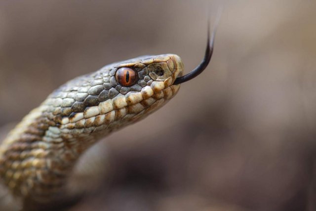 Врач назвал 4 действия противопоказанных при укусе змеи » DailyNews