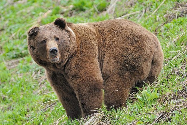Медведя заметили в одном из детских лагерей в Якутии