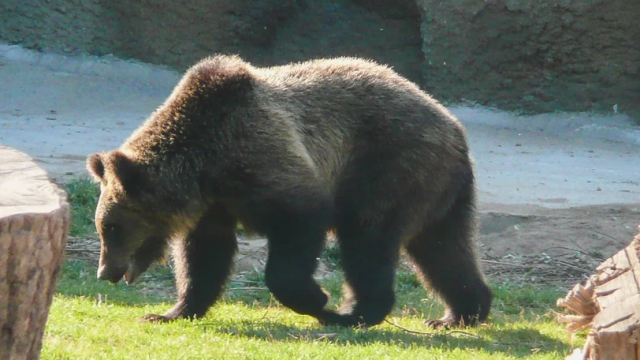 Употребление мяса медведя привело к госпитализации девяти человек в Забайкалье