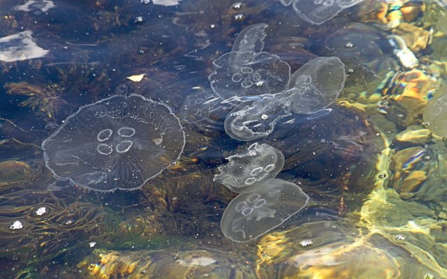 Укусы медуз привели к госпитализации более десятка в Приморье