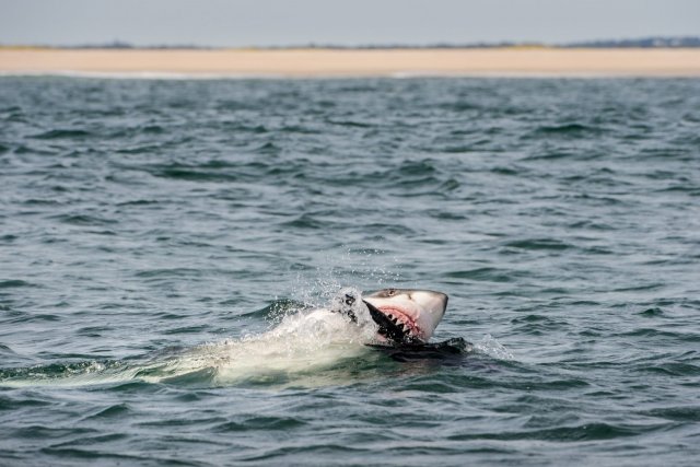 В Нью-Йорке посетителям пляжа потребовалась эвакуация после нападения акулы на человека