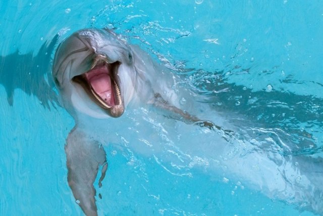 В Анапе туристов предупредили об опасности в виде дельфинов