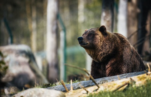В Италии трагически погибла знаменитая медведица, которая была символом нацпарка