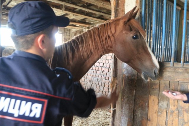 Житель Алтайского края украл лошадей, чтобы оплатить лечение ребенка