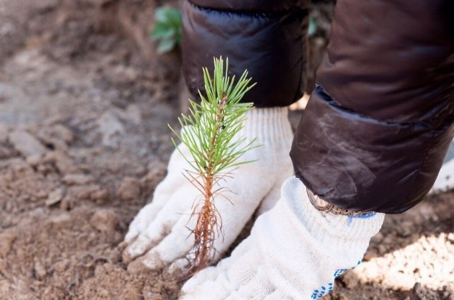 Массовую высадку деревьев планируют в Московской области