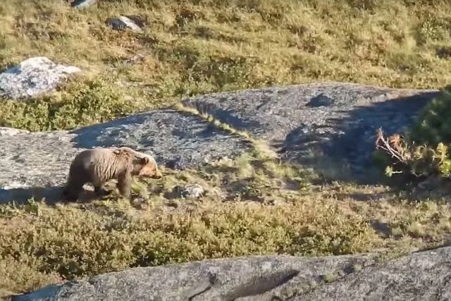 На юге Красноярского края на мужчину напал медведь
