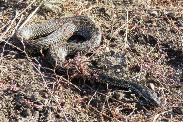 Жителей Подмосковья предупредили об опасной активности змей