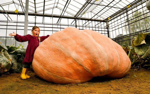 Британский фермер собрал рекордный урожай гигантской тыквы весом 304 кг