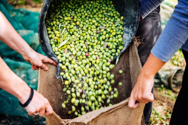 Европа сталкивается с нехваткой оливкового масла из-за длительной засухи