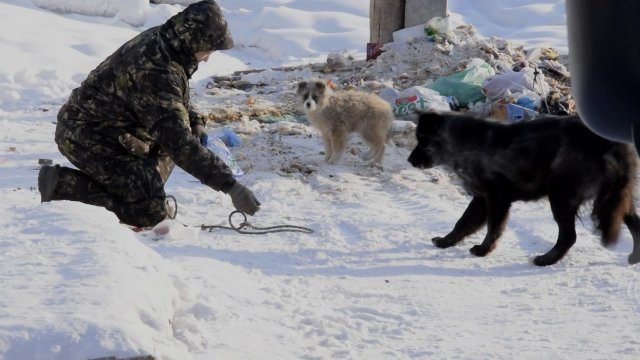 В Якутске активно проводятся работы по отлову бездомных собак