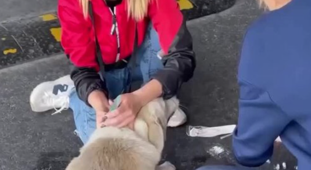 В Сочи проводится проверка по факту отравления собак в аэропорту