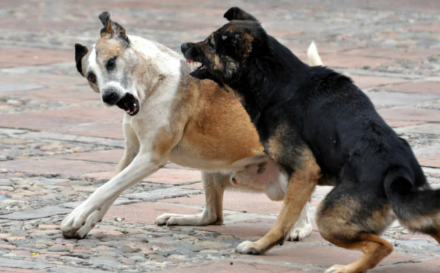 Драка собак стала причиной убийства жителя Дзержинска другим местным жителем