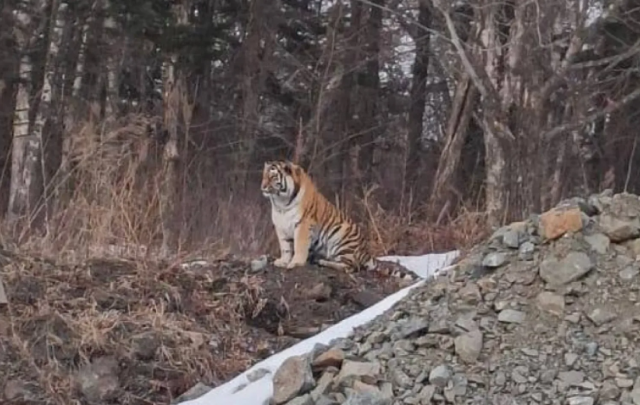 Лошадь, убитую тигром, нашли на дороге в Приморском крае