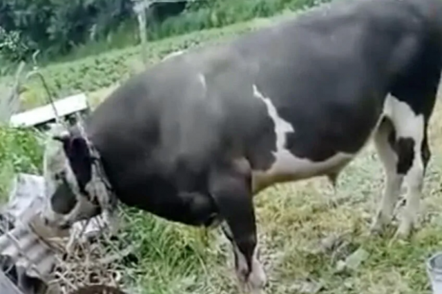 Женщина на Кубани пострадала в результате нападения быка