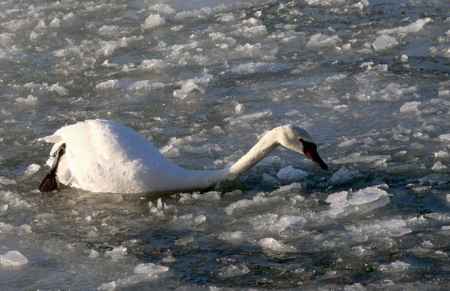 Охотники на Алтае спасли лебедей, замёрзших на озере