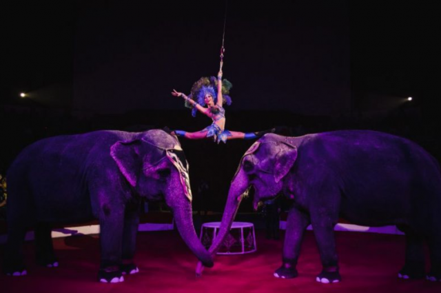 Минприроды не согласно с предложением запретить цирковых животных