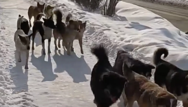Возле горнолыжного курорта в Барнауле собаки напали на ребенка