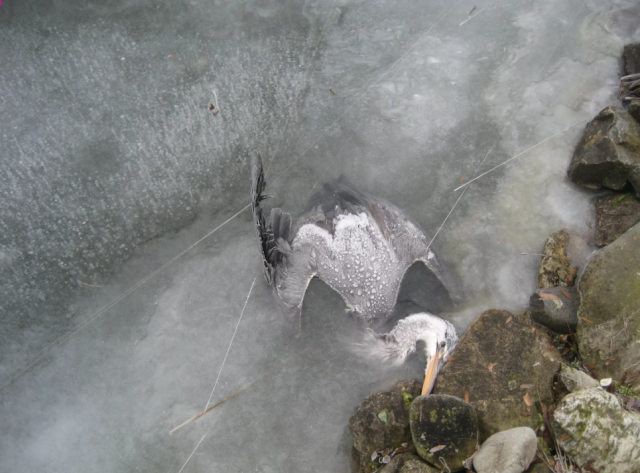 В Санкт-Петербурге птицы всё чаще стали застревать во льду