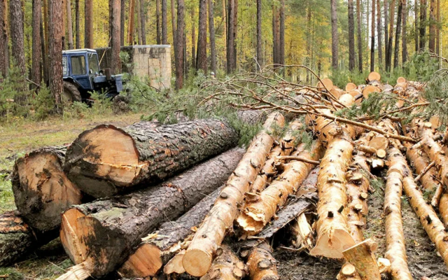 Уральскому сельчанину грозит год тюрьмы за несанкционированную вырубку дерева возле дома