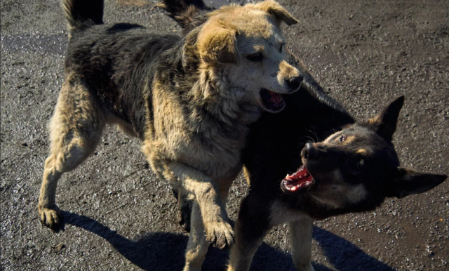 Жители Тамбова возмущены стаей бродячих собак, обитающих возле одной из школ