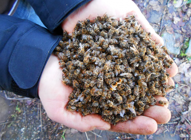 Пчеловоды подали в суд и добились компенсации за массовую гибель пчёл