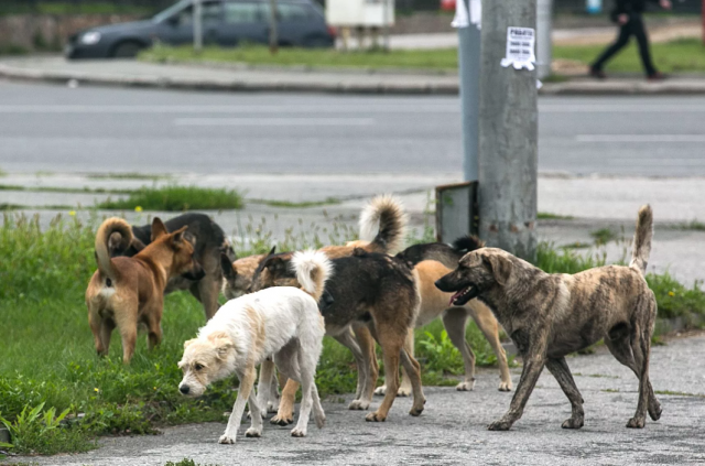 Дополнительные средства будут выделены в Татарстане для содержания бездомных собак