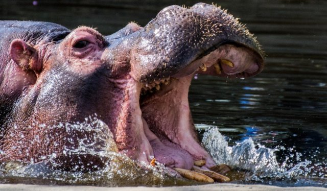 В зоопарке Индии погиб смотритель после нападения на него бегемота