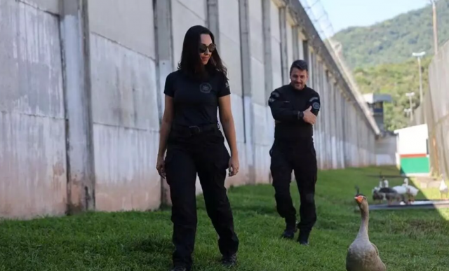 Гусей стали использовать в одной из тюрем Бразилии вместо сторожевых собак