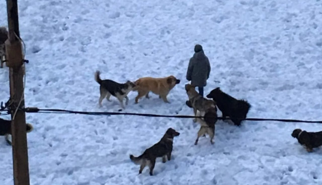 На Чукотке произошел трагический случай: стая собак напала на пешехода