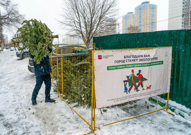 Пункты сбора новогодних ёлок начали работать в Москве