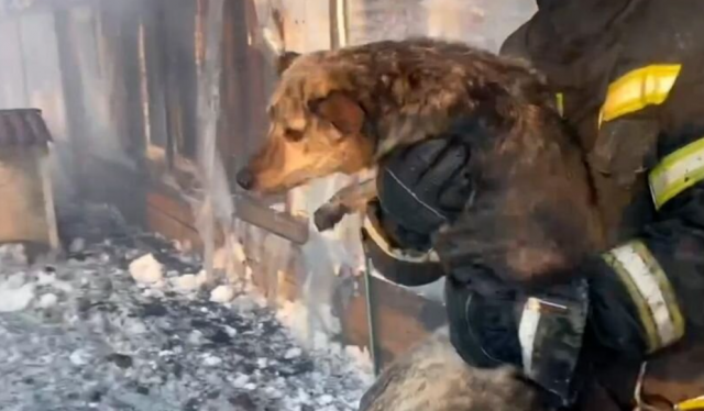В Южно-Сахалинске произошёл пожар в приюте для животных