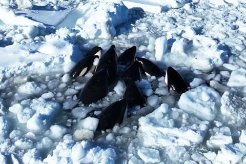 Косатки застряли в льдинах у побережья Хоккайдо