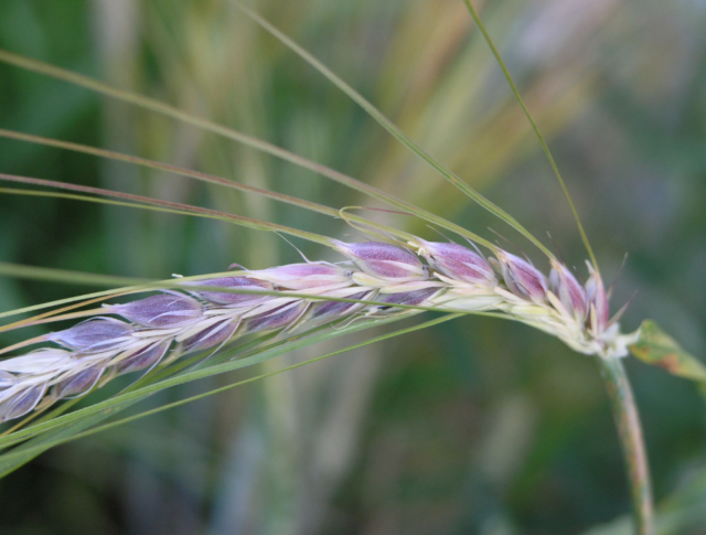 Российские ученые представили инновационный сорт фиолетовой зерновой пшеницы