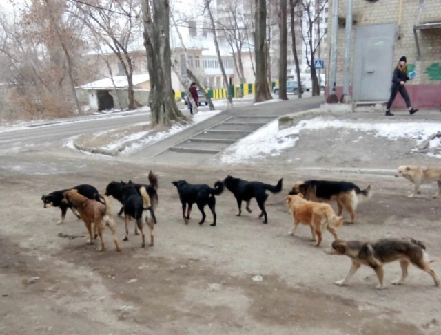 Случаи нападения бродячих собак на людей участились в Саратове