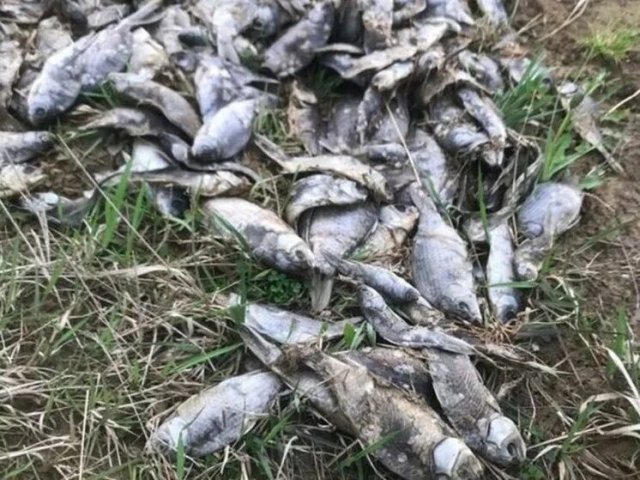 Гибель рыбы по неустановленным причинам произошла в водоёме в селе Дудкино