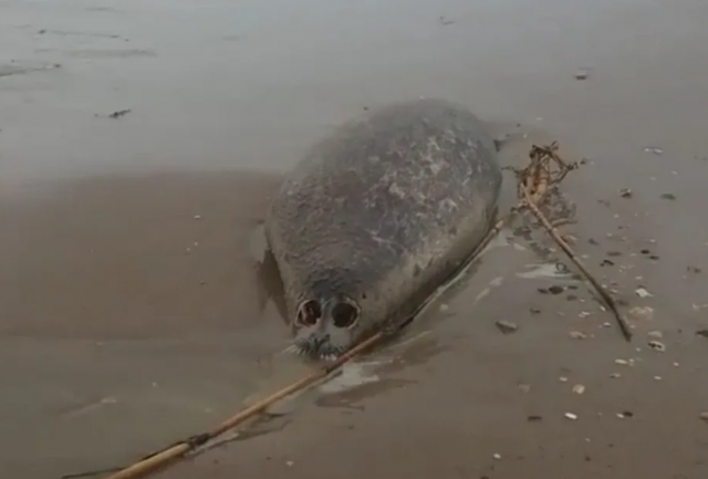 В Махачкале на одном из пляжей был обнаружен раненый тюлень