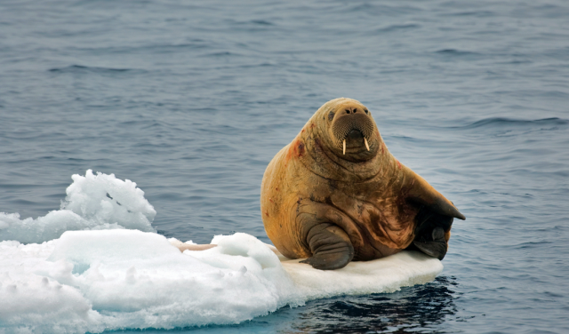 Туриста в Норвегии оштрафовали за беспокойство моржа