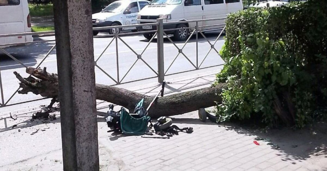 В Калининградской области ребёнка задавило деревом